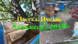 Пасека. Пчелы. Дайджест «2019».