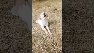 doggy and funny video #shortvideo 🤩 #viralvideo #viralshort