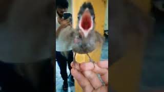 funniest bird ever 🤣🤣🤣🤣🤣🤣🤣#shorts #funnyvideo #funny #freefire