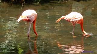 bird.230802101a01kf-phoenicopterus ruber 紅鸛 (flamingo)-A003C01