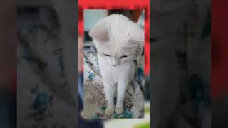 Watch Соня the Inquisitive Cat: What Happens Next?