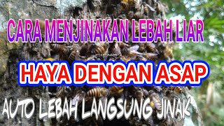 CARA MENJINAKAN LEBAH LIAR APIS CARANA.