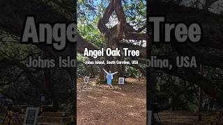 Angel Oak Tree is the largest East of the Mississippi. #southcarolina #travel #nature #largest