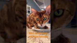 Subscribe ,Magnus the Bengal Cat has a message for y’all ! Check out new video and please subscribe