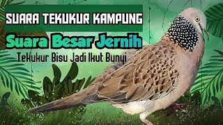 LANGSUNG NYAUT‼️Tekukur Suara Besar Gacor. Suara Jernih dan Power