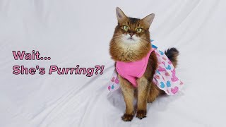 Summer the Cat’s Adorable Valentine’s Fashion Show  #cat #valentinesday