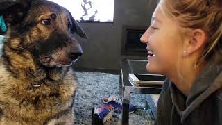 The Funniest Cats & Dogs on YouTube 2020 [Funny Pets]