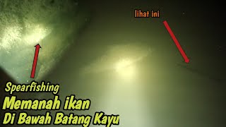 Spearfishing Memanah ikan di Bawah Batang Kayu