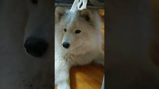 Приколы от самоеда Луны. Сидит собака любимая не кормленая! #самоед #shorts#samoyeddog