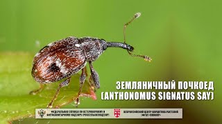 Земляничный почкоед (Anthonomus signatus Say)