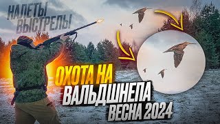 ОХОТА НА ВАЛЬДШНЕПА | НАЛЕТЫ | ВЫСТРЕЛЫ | ВЕСНА 2024!!!