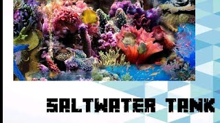 SALTWATER TANK ||1 LAKH RUPEES TANK SETUP|| BEAUTIFUL SALTWATER TANK SETUP||