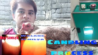 Candling process | 12days sa incubator | Backyard Tips | Edgar and Jeffarah