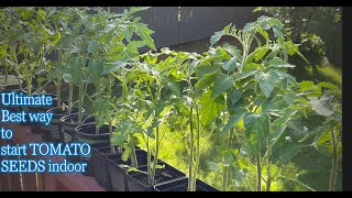 ULTIMATE BEST WAY TO START TOMATO SEEDS INDOOR