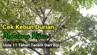 Cek Durian Montong Hijau Berbuah Lebat Tanam Dari Biji