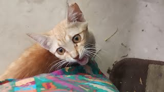 Adorable Homeless Kitten Begging Me For Some Food #Shorts # youtubeshorts