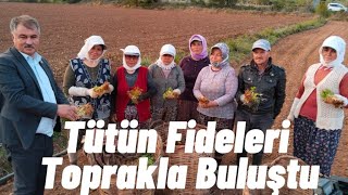 Beyağaç'ta Tütün Fideleri Toprakla Buluştu