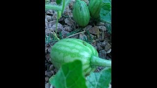 August's End The Fall Gardening Begins -2016