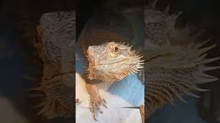 Adorable Bearded Dragon!