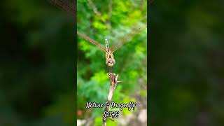 Dragonfly captured in S21FE |Nature video |#Shorts