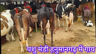 पशु मंडी हनुमानगढ़ राजस्थान  animal market India Bharat ki sabse sasti mandiyon mein se