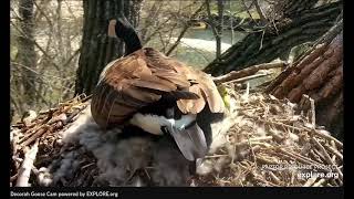 Decorah Goslings covered by Mom