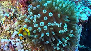 Clownfish on a Red Sea reef #shorts