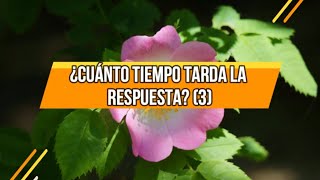 ¿Cuánto tiempo tarda la respuesta? (3)| 19 De Junio | La Buena Semilla 2024 |Meditaciones Cotidianas