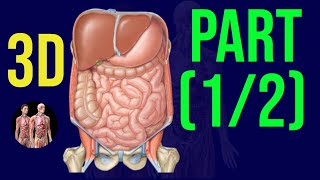 3D Abdomen Pelvis Organs - Quick Revision🔥 | Part 1 | Anatomy Decoded