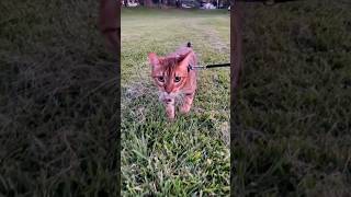 Pablos CATWALK!😻🐈 #bengalcat #catvideos