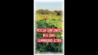 Mexican Sunflowers with some Hummingbird Action!