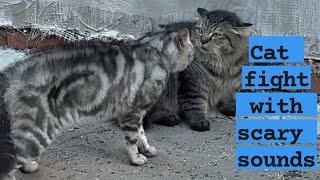 Cat fight with scary sounds《● (😁🐁)●》