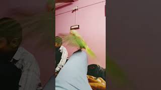 parrot video viral video #shortvideo