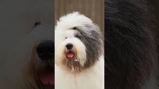 Meet The Old English Sheepdog