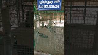 vandalur zoo peacock கருந்தோள்பட்டை மயில் வண்டலூர் உயிரியல் பூங்கா #சென்னை #தமிழ்நாடு #பூங்கா