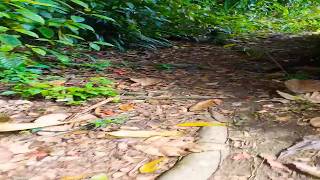 Walking through a forest