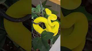 unique snake #snake #snakes #shortsvideo #youtubeshorts #animal