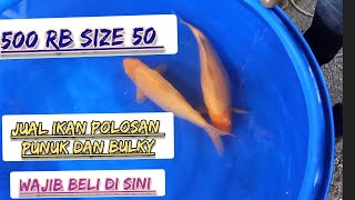 review jualan ikan youtuber seputaran ikan koi ikan polosan munuk bulky jangan ragu