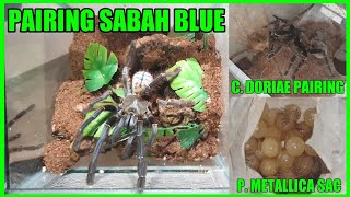 P. metallica Egg Sac Pull + C. doriae & P. Sabah Blue Pairings