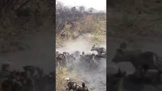 Wild dogs surrounded #shorts #viral #ytshorts #youtubeshorts