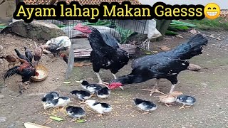 Memberi Pakan Ayam Bangkok