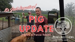 PIG UPDATE: It's Disgusting We Gotta Fix That Fence