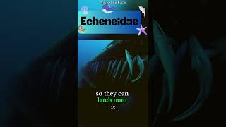 Echeneidae #ocean #facts #nature #fish #interestingfacts #shorts #interesting #watch #didyouknow