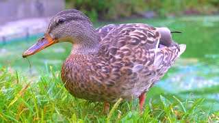 Mallard Duck Hen Searching for Oats at the End of the Moat Pond [4K]