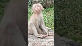 VID20241112163426 Monkey play