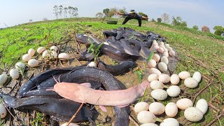 wow wow best hand fishing! catch a lot of fish and eggs duck in the mud water at field near the road