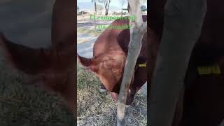 Cómo ven al gran campeón rojo está enojado miren como contesta