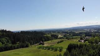 Drone Video.  Vineyard.  Newberg Oregon.  Archer Vineyard