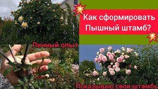 Сделайте так! 😉И штамб розы будет цвести как "бешеный"😂😍😍😍🔥🔥🔥🌹🌹🌹-1 часть видео