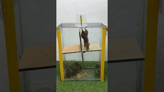 Mouse trap tips at home/best mouse trap #rattrap #rat #mousetrap #shorts